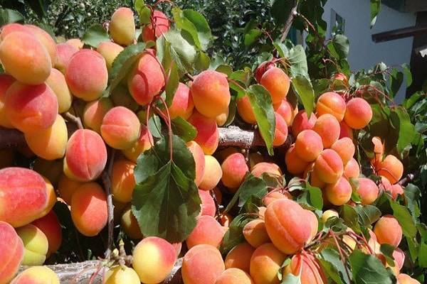 Почему абрикос не плодоносит, что делать с отсутствием урожая