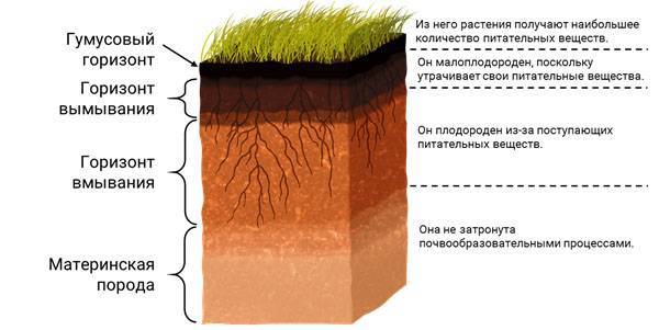 Ведущий фактор плодородия разных типов почвы — гумус