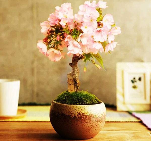 Прекрасная сакура-бонсай из семян: сложно, но возможно