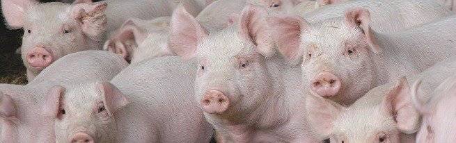 Советы по выбору подстилки для свиней