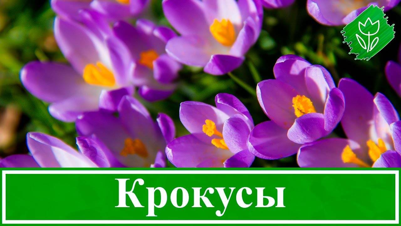 Весенний цветок крокус: описание сортов и условия для посадки