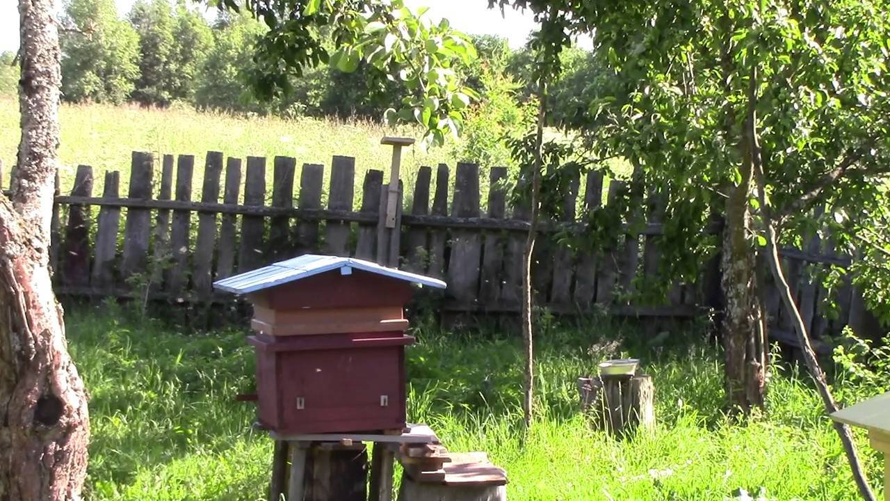 Апирой для пчел – инструкция, применение +отзывы