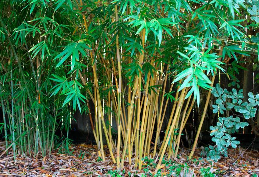 Комнатный бамбук: описание и выращивание в домашних условиях
