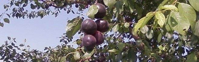 Необычные чёрные абрикосы: лучшие сорта, посадка и уход