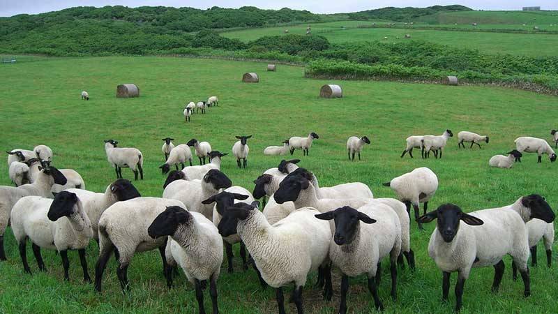 Разведение овец как бизнес: особенности и специфика