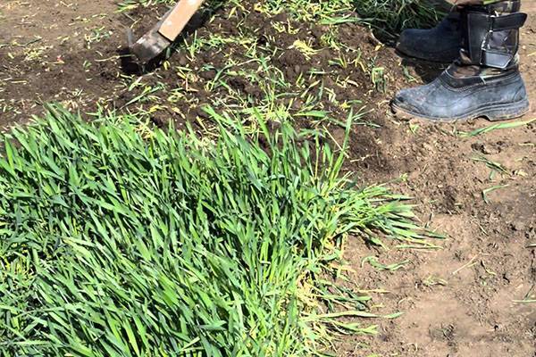 Сидераты: посев, выращивание и применение в огороде