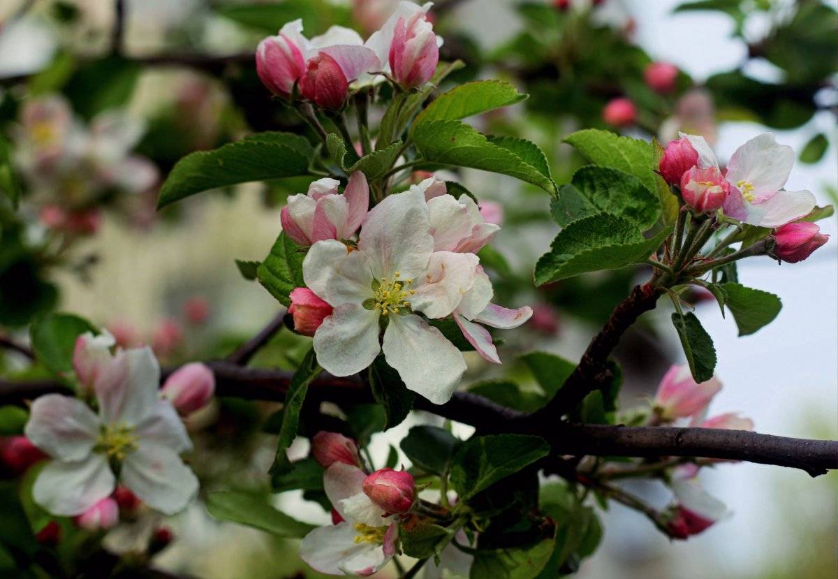Что делать, если взрослая яблоня не цветет