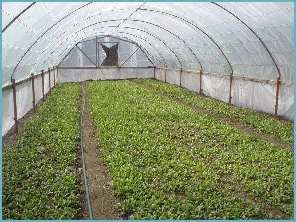 Выращивание редиски в теплице из поликарбоната
