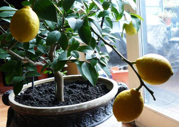 Особенности выращивания домашнего лимона: уход в домашних условиях, обрезка, фото, пересадка, а также болезни растения и польза и вред