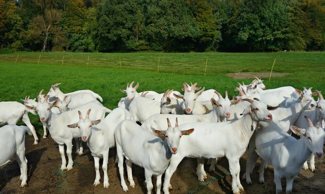 Выращивание и разведение коз