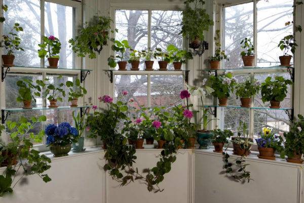 8 самых тенелюбивых комнатных растений