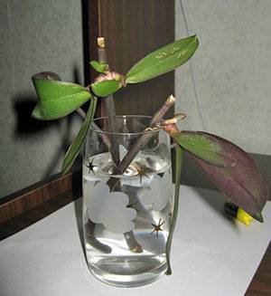Размножение различных видов орхидей