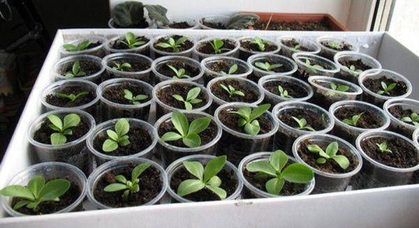 Эустома — выращивание из семян в домашних условиях