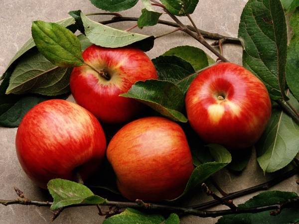 В чем польза и вред моченых яблок для здоровья человека