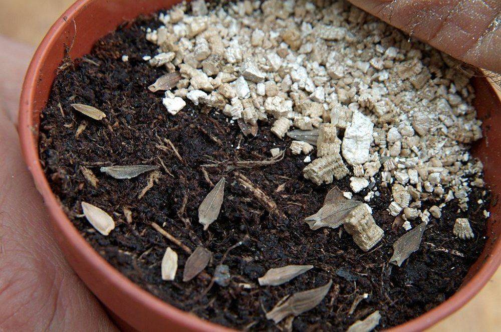 Что такое вермикулит и как его применять для растений