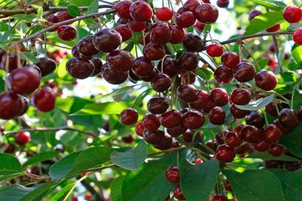 Рекомендации по выращиванию владимирской вишни