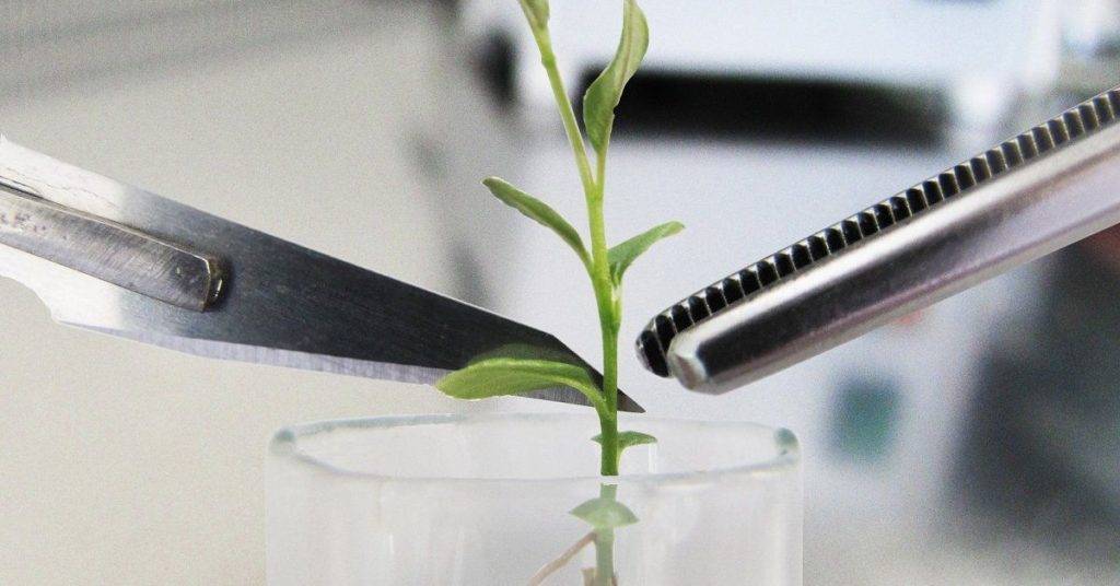 Клонирование растений — современный подход к вегетативному размножению