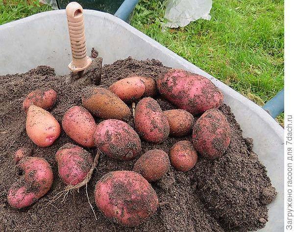Технология выращивания картофеля в мешках: пошаговая инструкция, советы