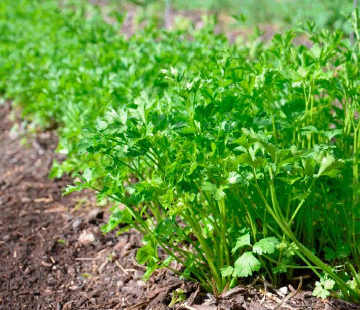 Пошаговая инструкция выращивания петрушки рассадой: когда сажать и как правильно ухаживать? советы огородникам