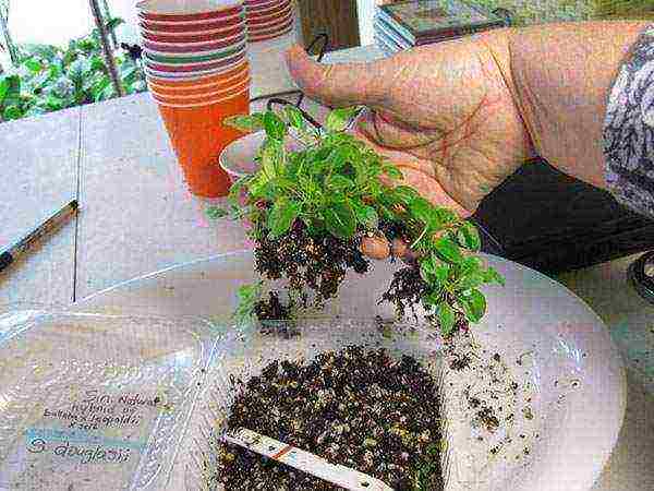 Выращивание глоксинии из семян