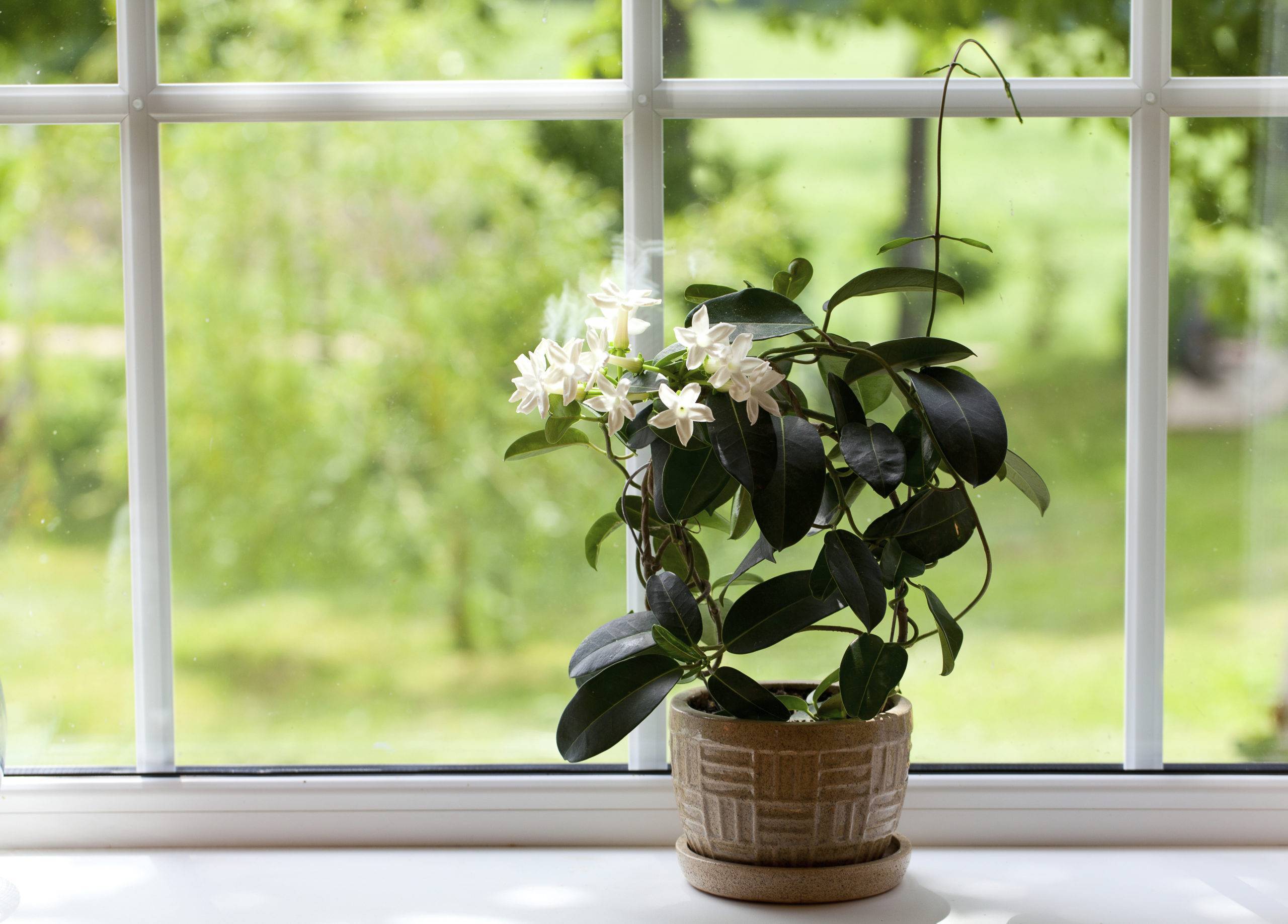 Особенности выращивания комнатного жасмина в домашних условиях и уход за цветком
