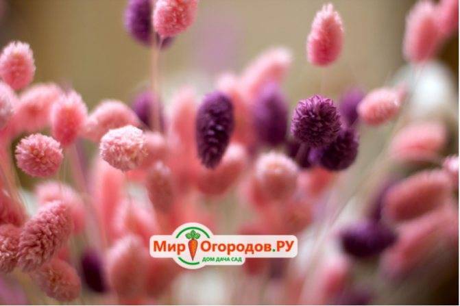 Пышное растение аспарагус перистый: уход за ним в домашних условиях, фото