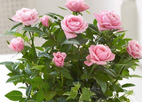 Как не допустить гибель цветка и оживить розу в домашних условиях? руководство по срочной реанимации