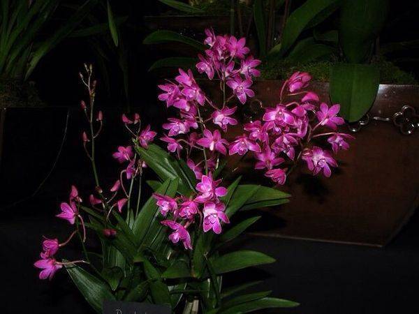 Дендробиум берри ода — самая ароматная орхидея