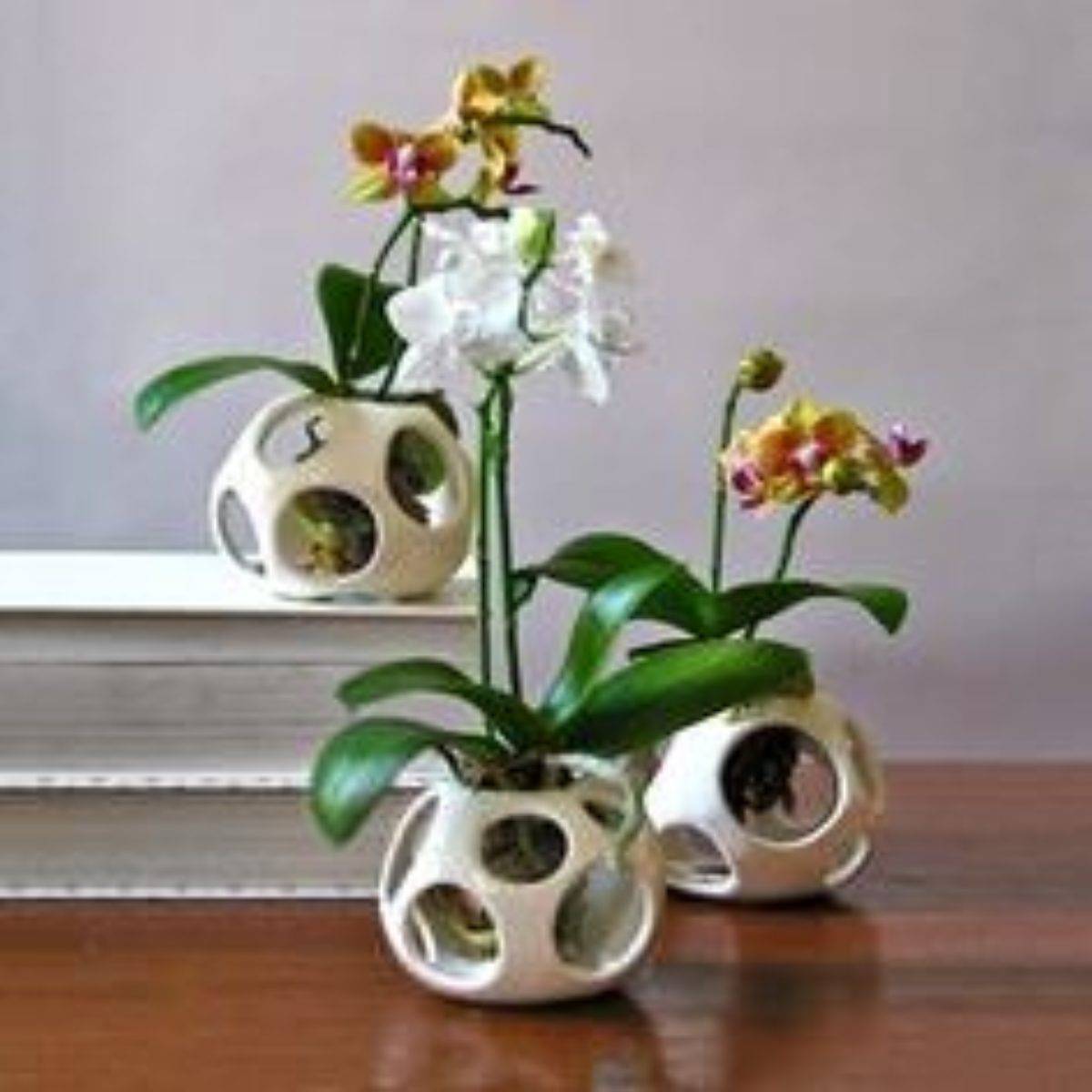 Можно ли сажать орхидею в непрозрачный горшок, видео