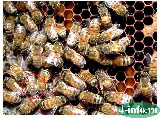 Бипин-т для пчел: способ применения, рекомендуемая доза, сроки обработки