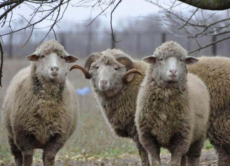 Содержание и разведение овец в домашних условиях
