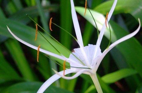 Гименокаллис: лучшие виды, уход за цветком