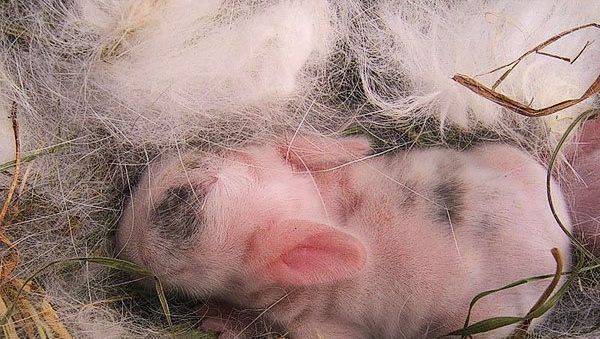Как выкармливать новорожденных крольчат