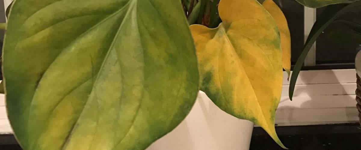 Почему у антуриума желтеют листья и что с этим делать?