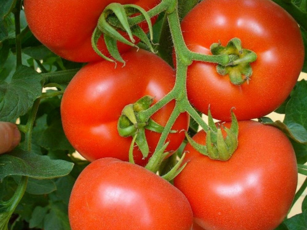 Формируем кусты правильно: пасынкуют ли низкорослые помидоры и какие сорта не требуют этого этапа