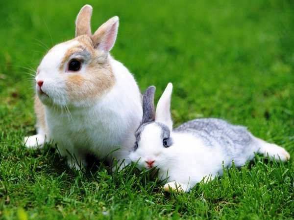 Профилактика и лечение кокцидиоза у кроликов