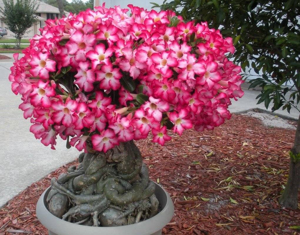 Адениум: цветок с необычным внешним видом