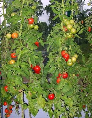 Сорта помидоров для ленинградской области