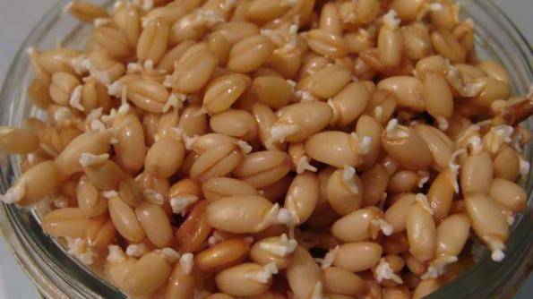 Польза и вред пророщенной пшеницы, питательная ценность, состав, рецепты приготовления блюд с ней