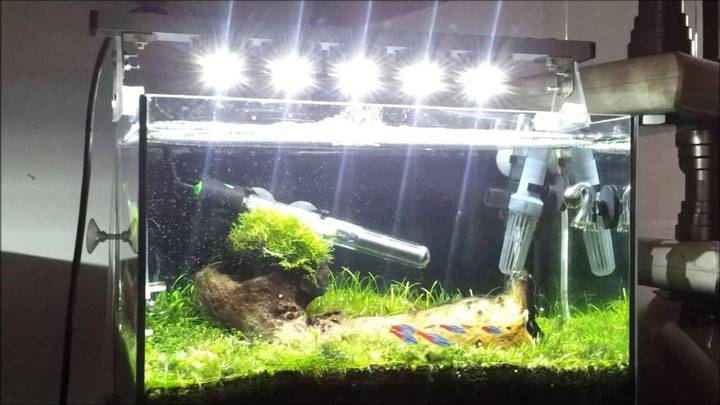 Правильное освещение для аквариума