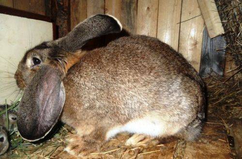 Все самое интересное о новорожденных крольчатах