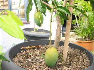 Экзотический фрукт глаз дракона или лонган: выращивание в домашних условиях из косточки, возможность получения плодов