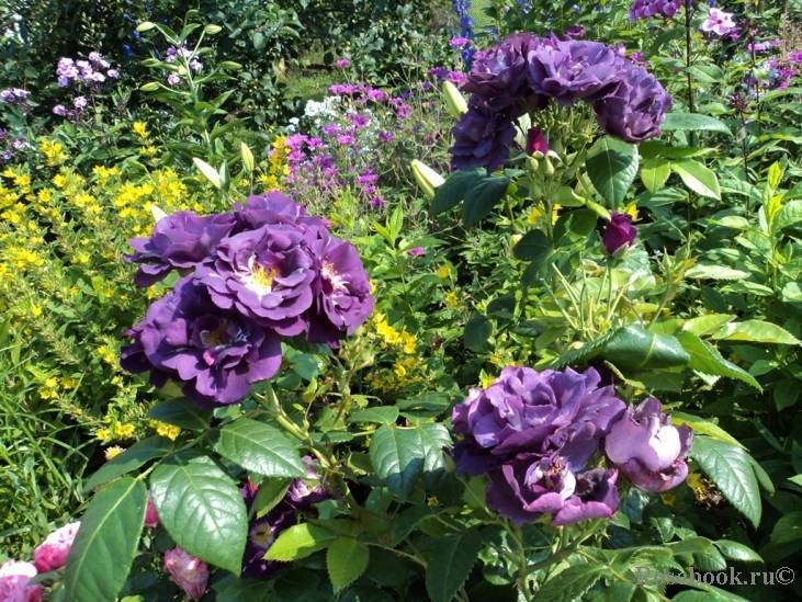 Красивые цветы для клумбы — как выбрать и посадить своими руками? 115 фото лучших сочетаний для клумб