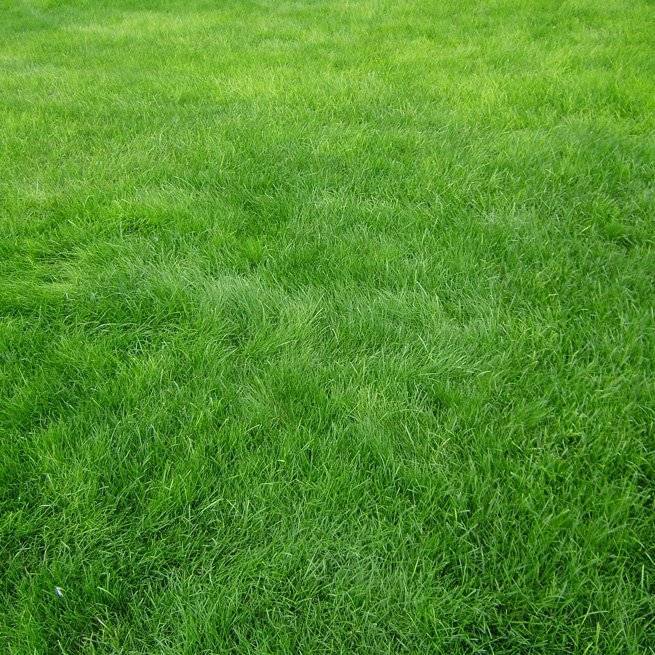 Когда сажать газонную траву, и как добиться её наилучшей всхожести