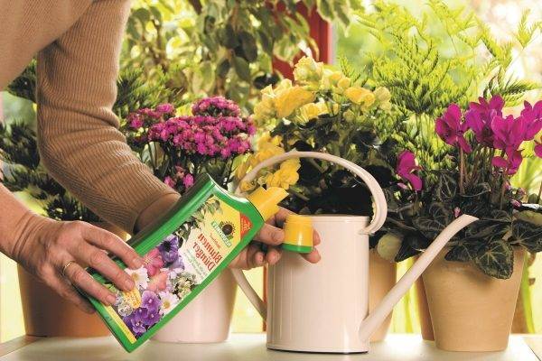 Выращиваем дома не требующие особого ухода цветы