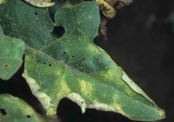 Как защитить баклажаны от вредителей: колорадского жука и тли