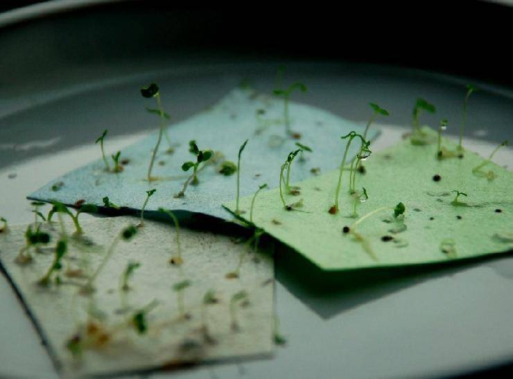 Проращивание семян огурцов на туалетной бумаге
