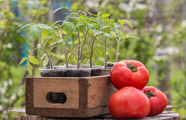 Как вырастить хорошую рассаду помидор в домашних условиях?