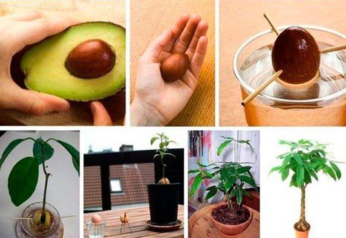 Авокадо — полезные свойства, противопоказания. как едят авокадо и что из него приготовить