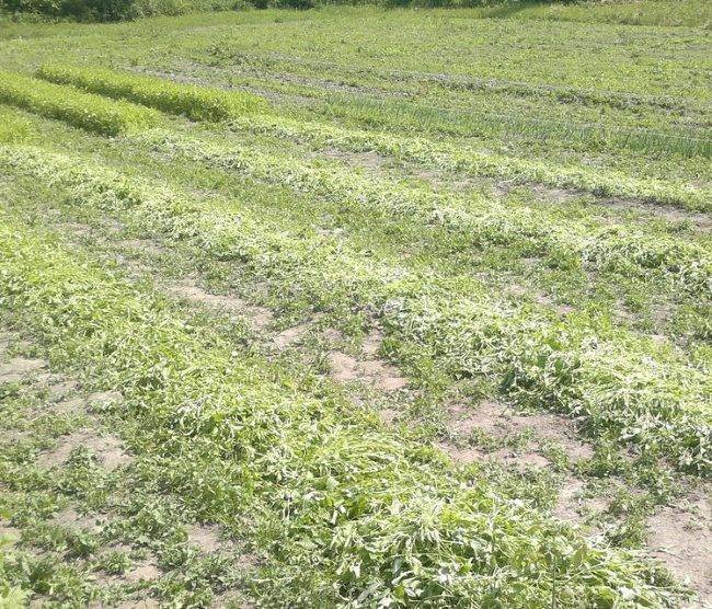Выращивание горчицы как удобрения на огороде: преимущества и недостатки сидерата
